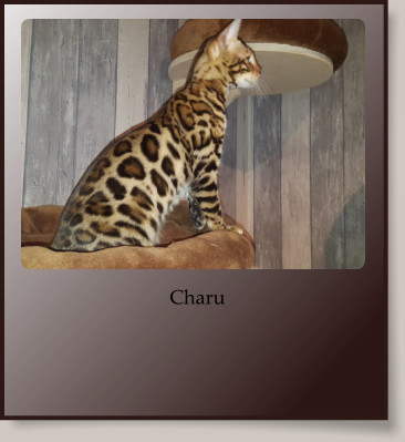 Charu