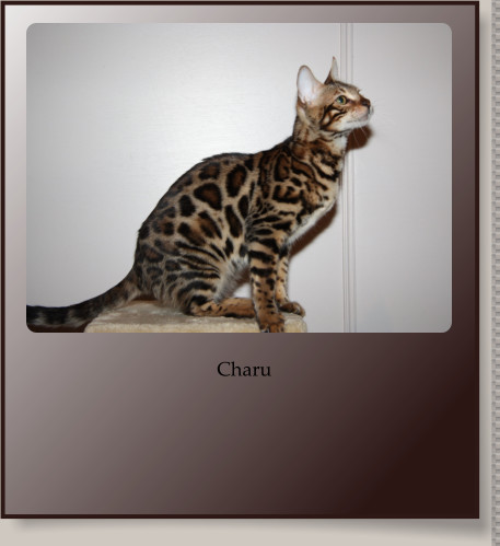 Charu