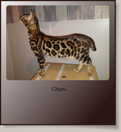 Charu